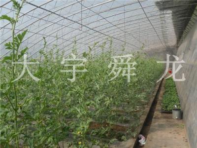 一亩地蔬菜温室大棚建设成本