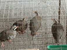 鷓鴣養殖