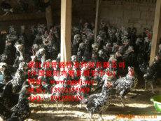 贵州贵妃鸡养殖场