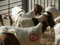最新肉羊波尔山羊养殖行情羊苗价格