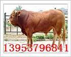 如何养肉牛 养肉牛的利润 养肉牛技术
