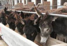 供应肉驴 改良驴 种驴免费提供养殖技术
