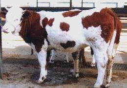 改良肉牛 种牛 育肥牛低价出售