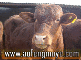 最新牛犊的养殖价格肉牛养殖技术大全