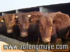 牛犊养殖技术育肥架子牛多少钱一只