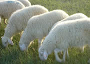秋天肉羊繁殖机遇