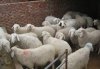 养羊饲养方法 养殖羊的饲料配方