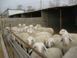 养羊的场地建设 养羊场的建设要求