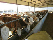 肉牛养殖方法 肉牛饲喂的方式