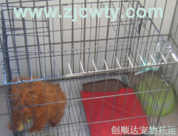 杭州宠物托运到北京 杭州宠物空运办理