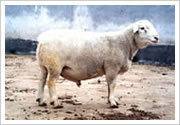 佳木斯怎么投资牛羊养殖场 供应良种牛羊