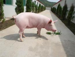 保定养猪场 专业饲养各种猪