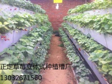 亚洲最大的种植园都在使用正定草莓种植槽