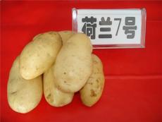 土豆种子北京土豆价格2013最新土豆种子预定