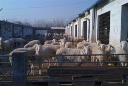 河北供应养殖 波尔山羊 山羊价格