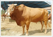 牧正供应肉牛 肉驴 肉牛价格 肉羊 种牛