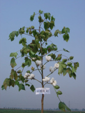 棉花种子价格北京棉花种子公司一级棉花种子