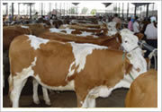 万头高端肉牛养殖示范基地位于云山镇