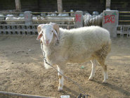 绵羊养殖中国北方发展最有利