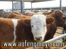 一头牛的利润有多大张家界肉牛养殖场