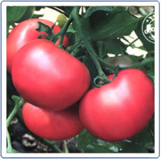 供应普罗旺斯西红柿种子