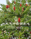 火炬树