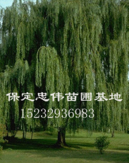 金丝柳