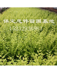 金叶榆