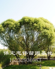 馒头柳
