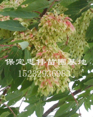 千头椿