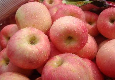 烟台红富士苹果的果实特点及病害防治