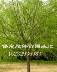 速生柳