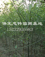 速生杨
