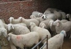绵羊养殖中国的发展状况 养羊未来的发展