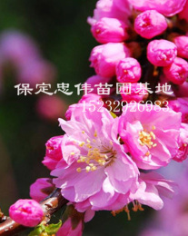 榆叶梅