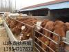 内蒙古呼和浩特肉牛犊 肉牛养殖基地