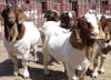 2013年白山羊价格/波尔山羊养殖场/