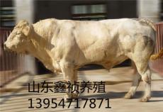 内蒙古乌兰浩特到哪里购买夏洛莱牛 肉牛犊