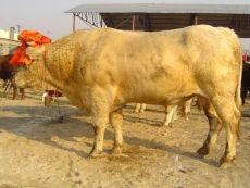 天津適合養牛嗎 農村養牛賺錢嗎