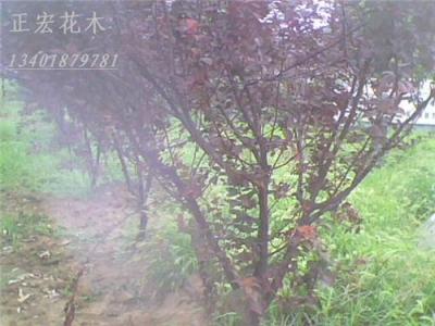 求購紫葉李小苗正宏直銷紫葉李工程苗