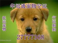 深圳宠物托运 宠物托运价格 宠物托运图片