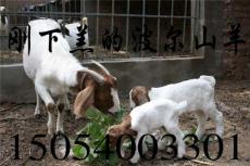 新疆山羊价格 新疆哪里卖山羊羔