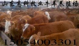 吉林肉牛犊价格 哪里卖肉牛犊 哪有养殖场