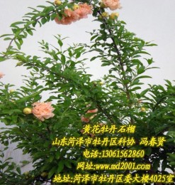 黃花石榴