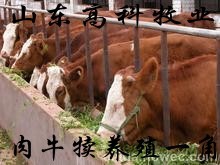 昭通肉牛犊价格 哪里卖肉牛犊 肉牛犊养殖场