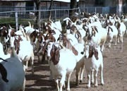 四川绵阳什么地方有卖纯种波尔山羊种羊