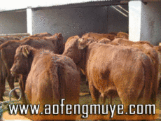 福建肉牛养殖基地 最新肉牛价格