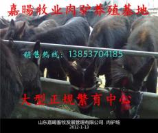 2013年養殖肉驢怎么樣