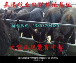 2013年養殖肉驢怎么樣