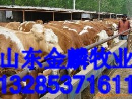 农广天地西门塔尔牛养殖技术山东金麟牧业